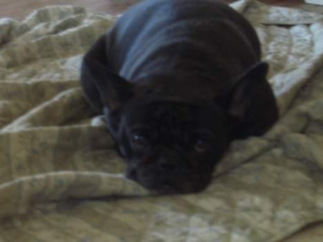 Fransk bulldog Abby billede 4