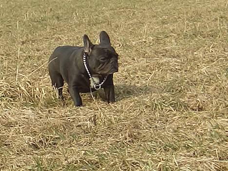 Fransk bulldog Abby billede 5