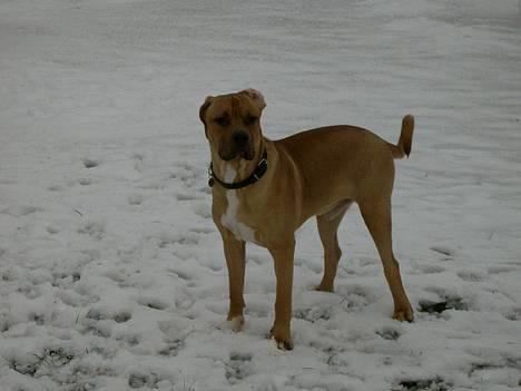 Blanding af racer Kato (R.I.P.) billede 11