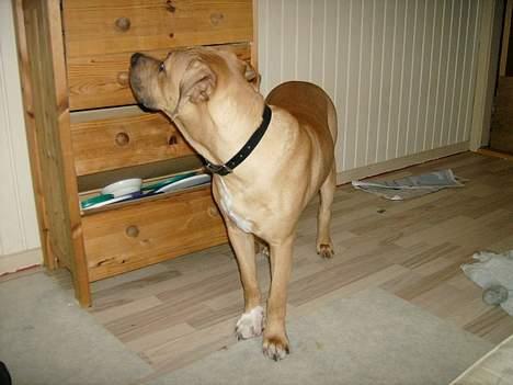 Blanding af racer Kato (R.I.P.) billede 12