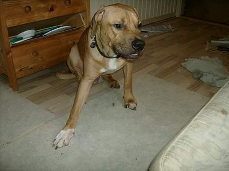 Blanding af racer Kato (R.I.P.) billede 13