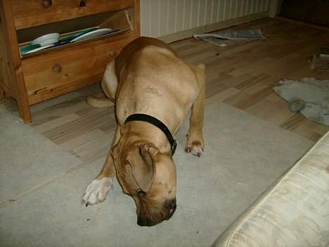 Blanding af racer Kato (R.I.P.) billede 14