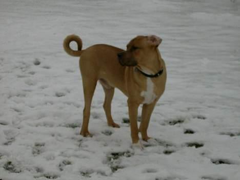 Blanding af racer Kato (R.I.P.) billede 15