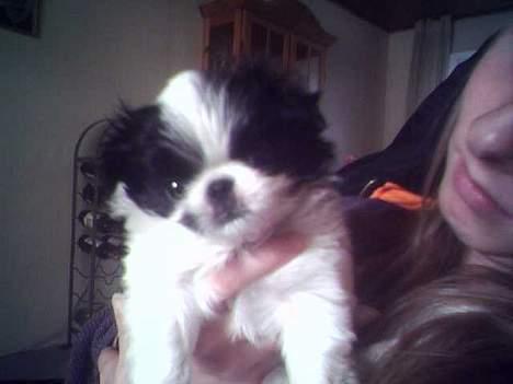 Japanese Tøsen -  6 uger gammel og jeg er bare så sød ik??  billede 3