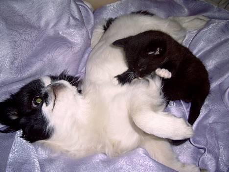 Japanese Tøsen - Se det er min legekammerat Simba.. han er bare så sjov at lege med.. og så er det jo dejligt at der er en jeg er lidt større end.. billede 4