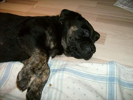 Blanding af racer Dolph billede 1