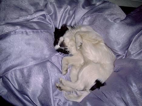 Japanese Tøsen - Det er dejligt med en lille lur d 27-3-2007 billede 5