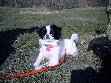 Japanese Tøsen - det er hårdt at gå lange ture i skoven ved Lundby-krat v/ Aalborg billede 6