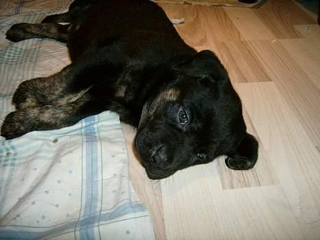 Blanding af racer Dolph billede 2