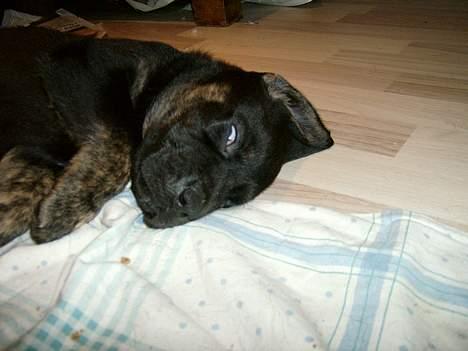 Blanding af racer Dolph billede 3