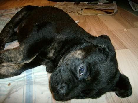 Blanding af racer Dolph billede 4