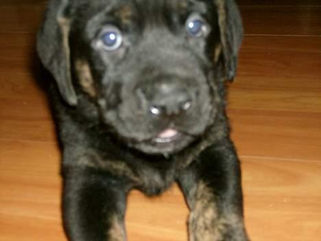 Blanding af racer Dolph billede 5