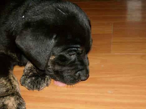 Blanding af racer Dolph billede 6