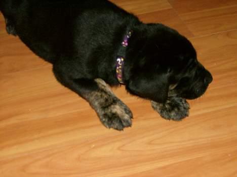 Blanding af racer Dolph billede 7