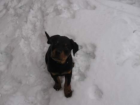 Rottweiler Buller - Hej, er jeg ikke nuttet? billede 12