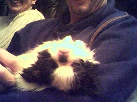 Japanese Daisy ( Hviler i Himlen ) - ligger lige og sover ved onkel Thomas billede 2