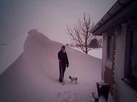 Japanese Daisy ( Hviler i Himlen ) - en lille tur i sneen med mor og min søster Tøsen billede 3