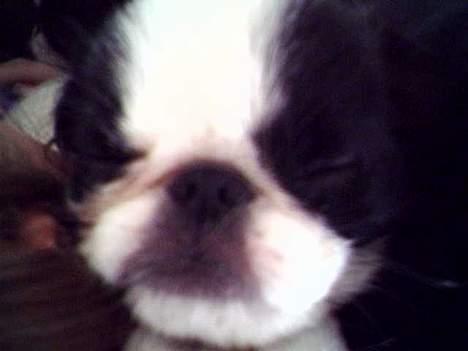 Japanese Daisy ( Hviler i Himlen ) - Pas På!! jeg Snorker på dig!!! billede 5