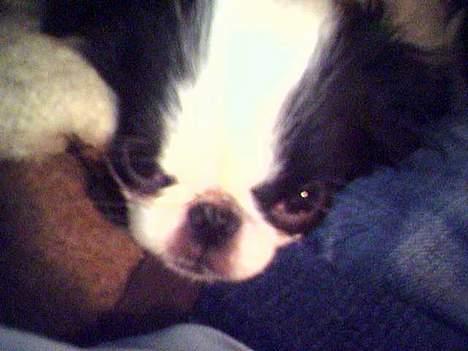 Japanese Daisy ( Hviler i Himlen ) - jeg gider ikke op lige nu.. prøv igen senere billede 9