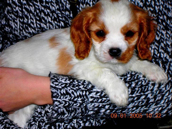 Cavalier king charles spaniel Zimba - Zimba som helt lille ..<3 billede 2