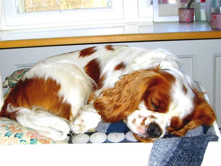 Cavalier king charles spaniel Zimba - Så er Zimbus gået omkuld, på bordet :) billede 3