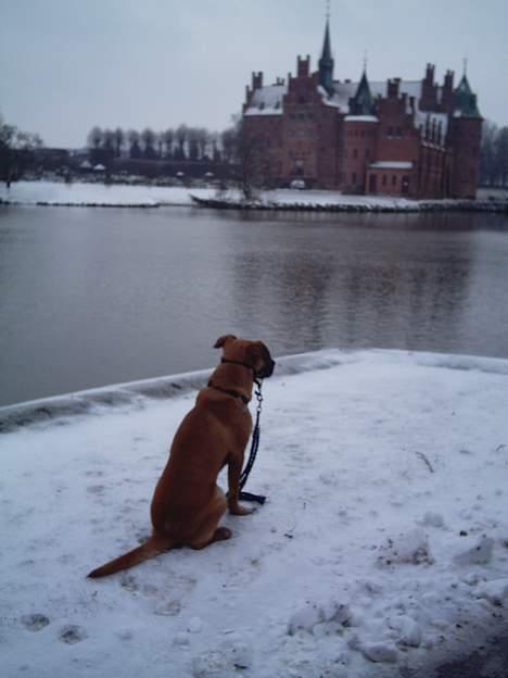 Blanding af racer Cato Bønnelykke  - det blir mit en dag.... billede 6