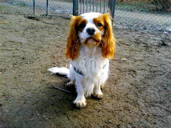 Cavalier king charles spaniel Zimba - Zimba på tur :) billede 4