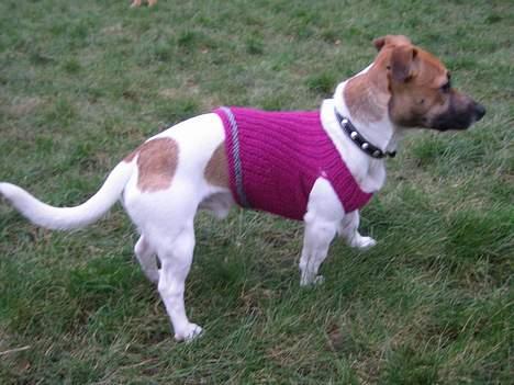 Jack russell terrier Meyer *død* billede 4