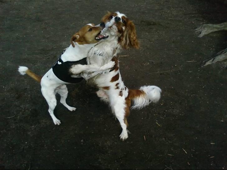 Cavalier king charles spaniel Zimba - Der er skam også plads, til lidt boksing med en af sine bedste venner. :) billede 5