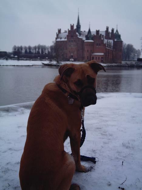 Blanding af racer Cato Bønnelykke  - flytter du ikk  med moar?! billede 7