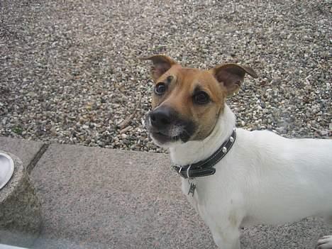 Jack russell terrier Meyer *død* billede 5