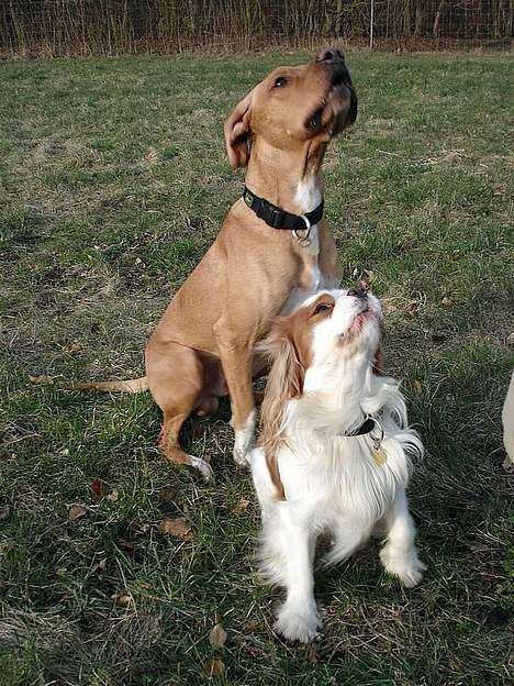 Cavalier king charles spaniel Simpson - taget af Nadja L billede 17