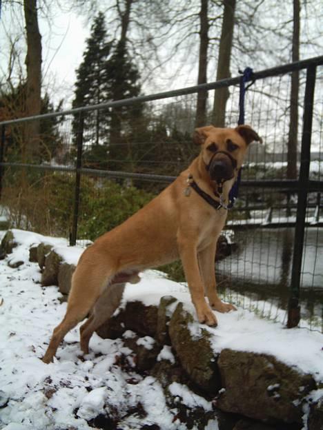 Blanding af racer Cato Bønnelykke  - se mig far,,,:=) billede 8