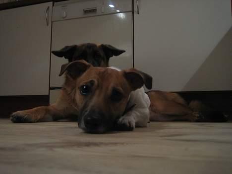 Jack russell terrier Meyer *død* billede 6