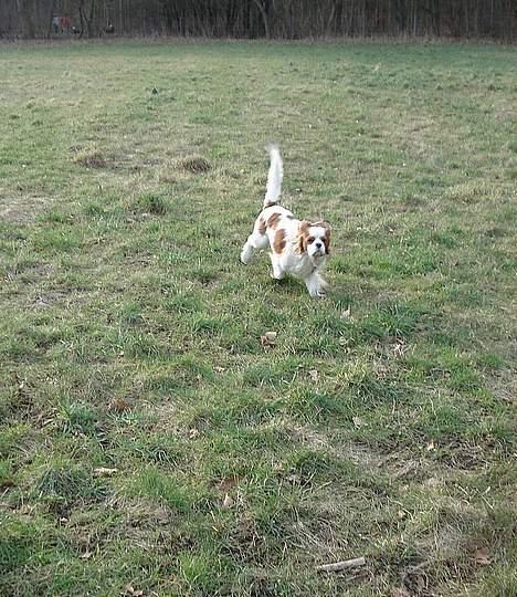 Cavalier king charles spaniel Simpson - taget af Nadja L billede 19