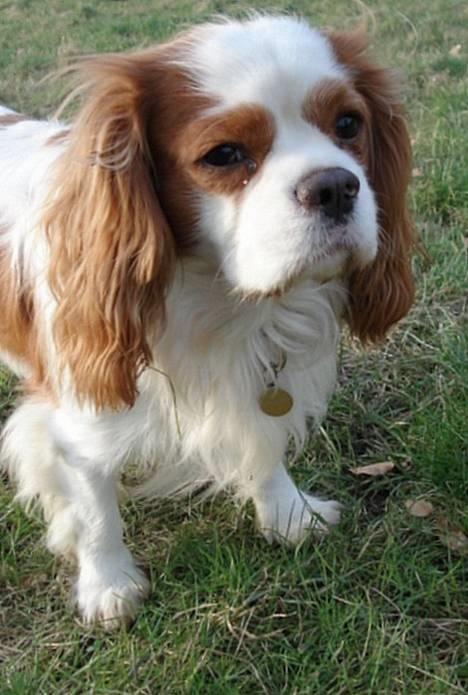 Cavalier king charles spaniel Simpson - taget af Nadja L billede 20