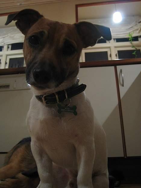 Jack russell terrier Meyer *død* billede 7