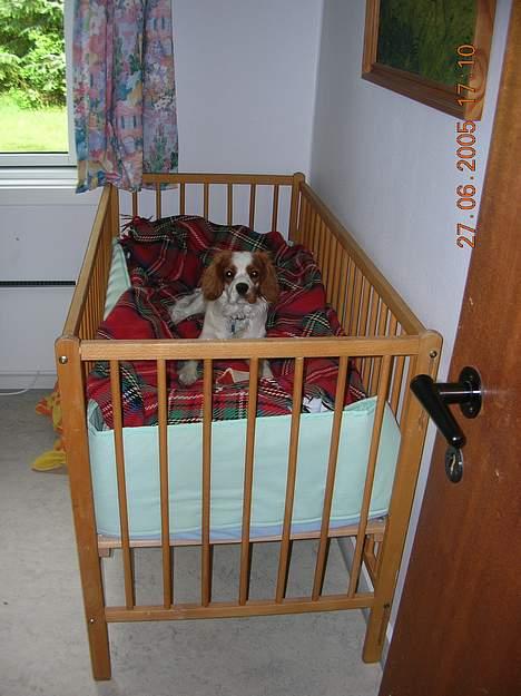 Cavalier king charles spaniel Zimba - På , ferie .. Kunne ikke lade vær´ .. *smiler* billede 6
