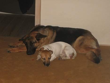 Jack russell terrier Meyer *død* billede 8