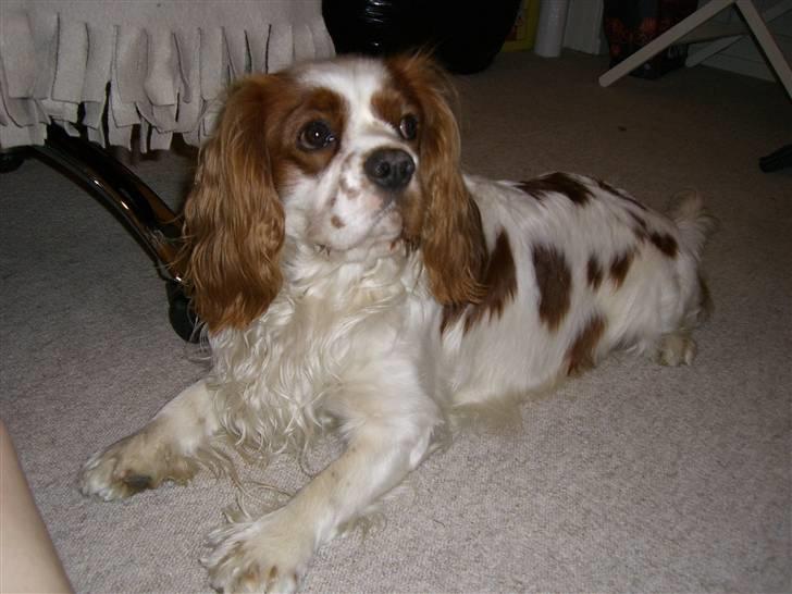 Cavalier king charles spaniel Zimba - Sagde du noget til mig ? billede 7