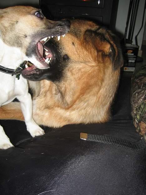 Jack russell terrier Meyer *død* billede 9