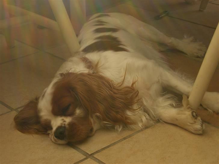 Cavalier king charles spaniel Zimba - Zimba, tar´ sig lige en luge - igen  ... :) billede 8
