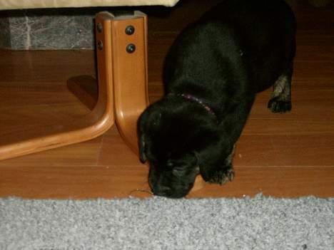 Blanding af racer Dolph billede 8