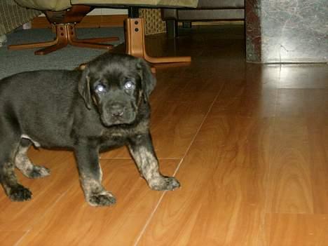 Blanding af racer Dolph billede 9