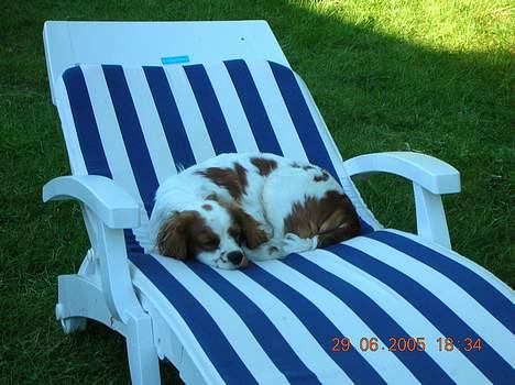 Cavalier king charles spaniel Zimba - Vi ses .. Nu sover jeg videre .. ZzZzzzZZ ..- billede 9