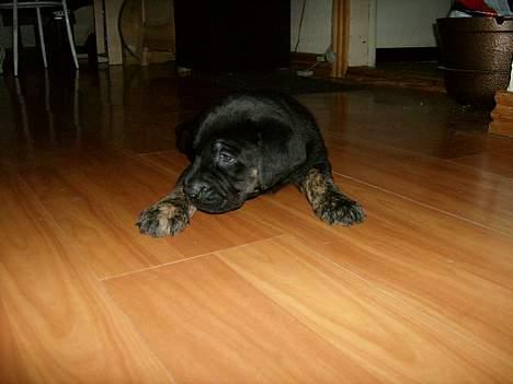 Blanding af racer Dolph billede 11