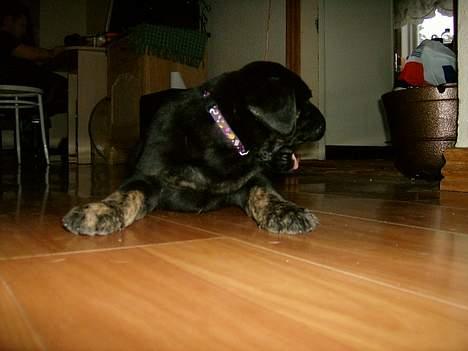 Blanding af racer Dolph billede 12