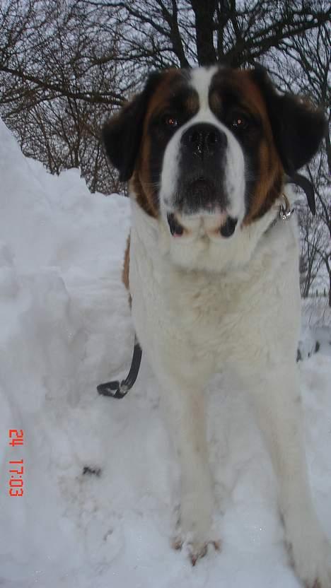 Sankt bernhardshund Daisy billede 10