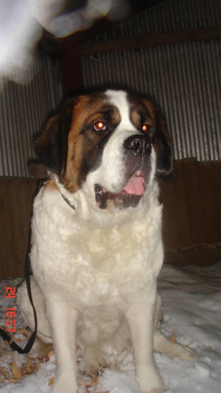 Sankt bernhardshund Daisy billede 11