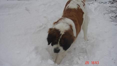 Sankt bernhardshund Daisy - Det kan jo være der skulle være en mus billede 12